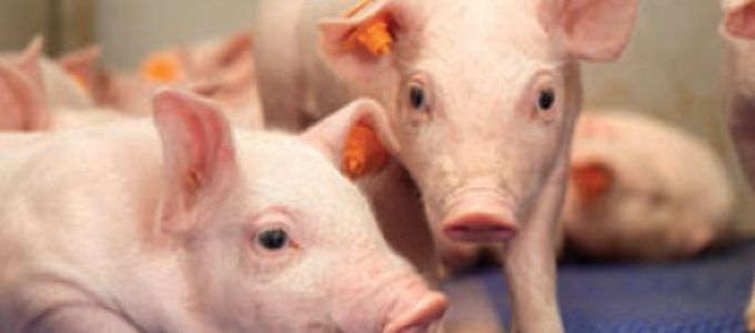 Probiotics in Pig Production: Searching for the Gold …