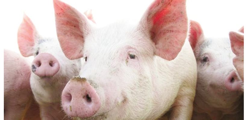 Do Fattening Pigs Need Non-Starch Polysaccharide Degrading Enzymes?