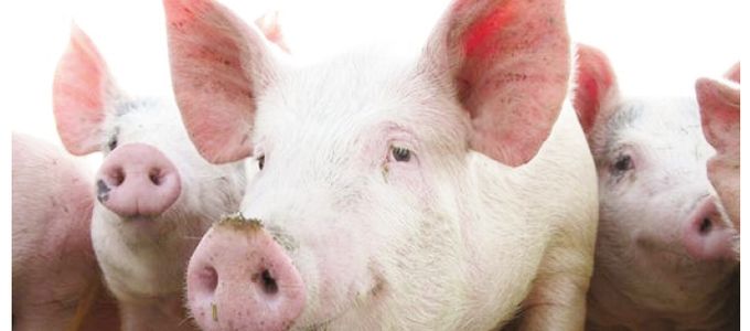 Do Fattening Pigs Need Non-Starch Polysaccharide Degrading Enzymes?