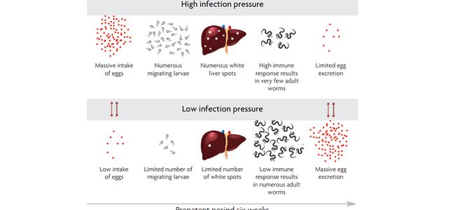 Understanding the Paradox of Worm Infections in Pigs