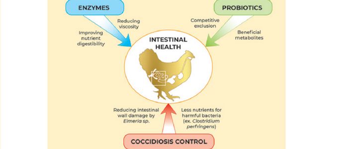 Successful Tools for a Holistic Approach Towards Gut …