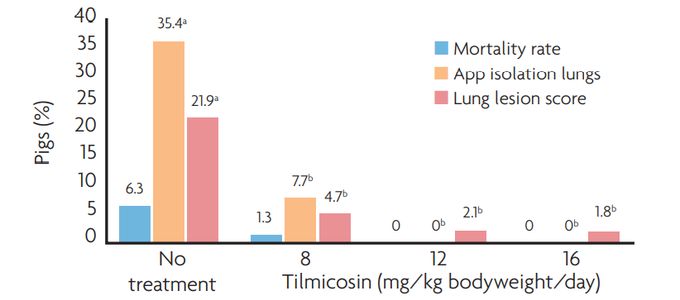 How to Manage Infections with Actinobacillus Pleuropneumoniae