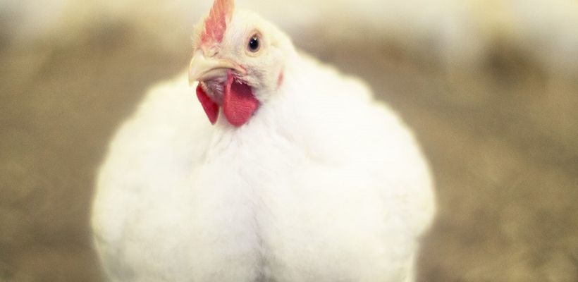 Evaluation of the Efficacy of a Newly Registered Coccidiostat for …