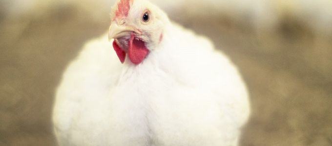 Evaluation of the Efficacy of a Newly Registered …