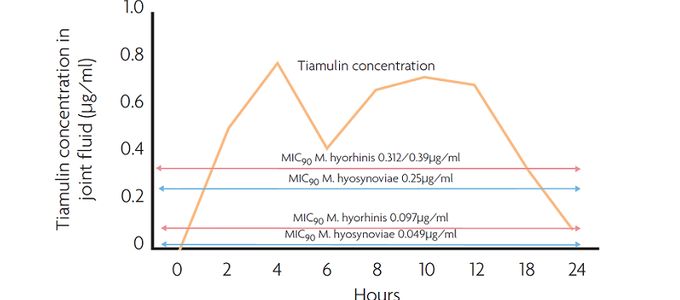 How To Manage Mycoplasma-Induced Arthritis