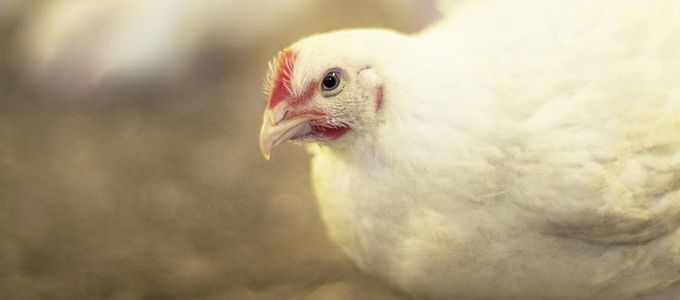 Impact of Low Levels of Ca and Available …