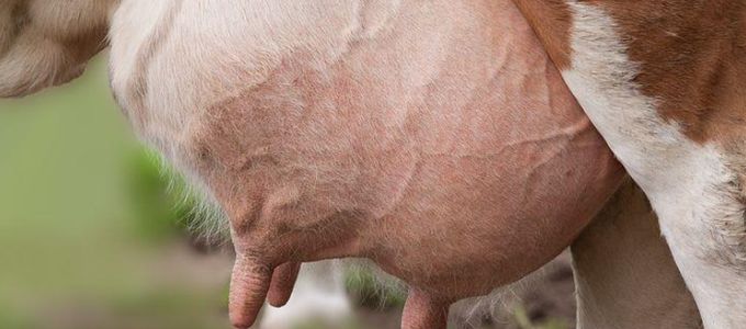 Mastitis In Lactating Dairy Cows - Choosing The …