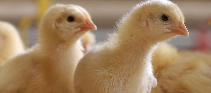 Requirements Of A Phytase To Formulate Feed Free …