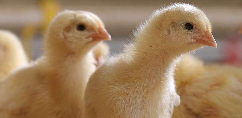 Requirements Of A Phytase To Formulate Feed Free From Inorganic …