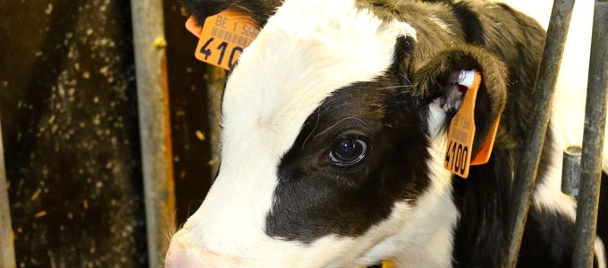 Cryptosporidium Parvum In Dairy Calves: Global Prevalence, Economic …