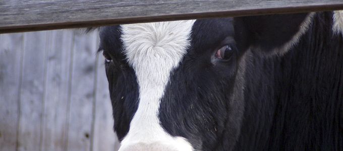 Bringing a Bioequivalent Choice to the Livestock Industry