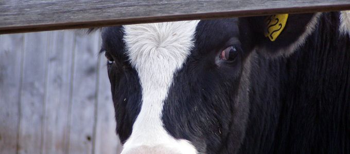 Antimicrobial Use in the Treatment of Neonatal Calf …