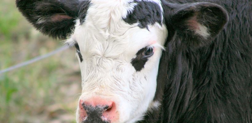 Immunisation by Oral Administration to Control Neonatal Calf Diarrhoea