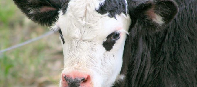 Immunisation by Oral Administration to Control Neonatal Calf …