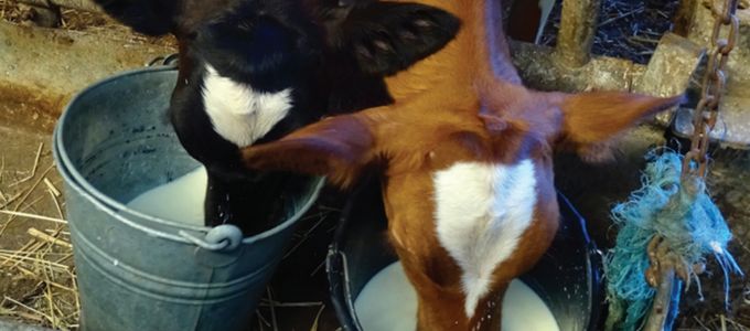 Neonatal Calf Diarrhoea: How Can it be Managed …