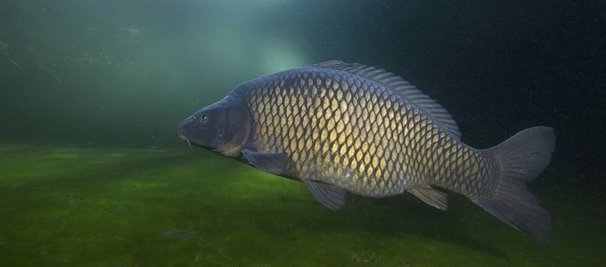 Hostazym® X Demonstrates its Positive Impact on Carp …