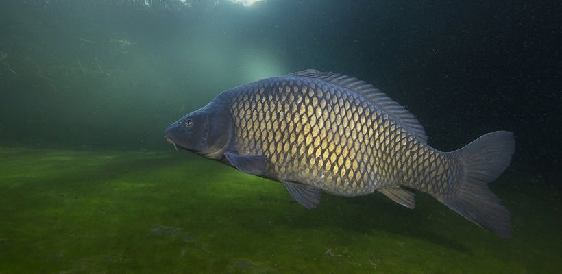 Hostazym® X Demonstrates its Positive Impact on Carp Performance