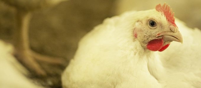 Bacterial Chondronecrosis (BCO) and Lameness in Poultry