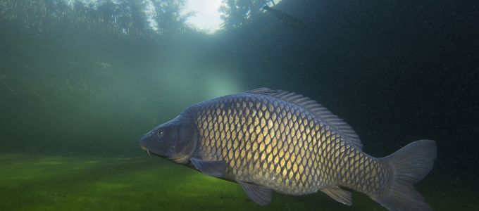 How Enzymes Can Improve Aquafeed Utilisation