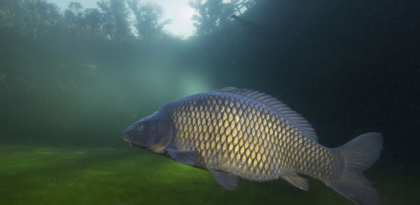 How Enzymes Can Improve Aquafeed Utilisation