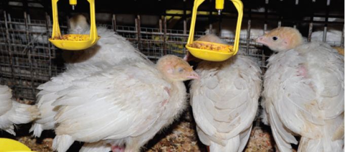 Histomoniasis in Turkeys and Chickens: Prevention and Treatment
