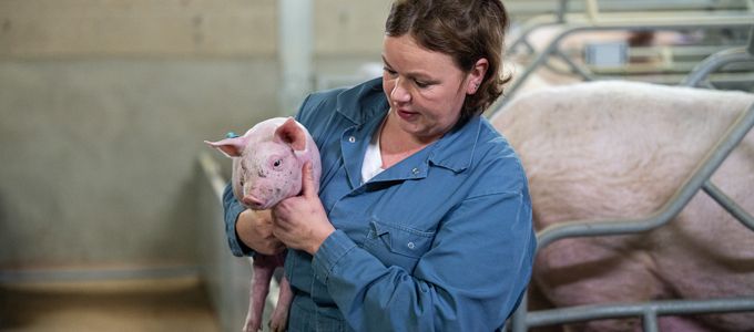 Eradication of Mycoplasma hyopneumoniae by partial depopulation and …