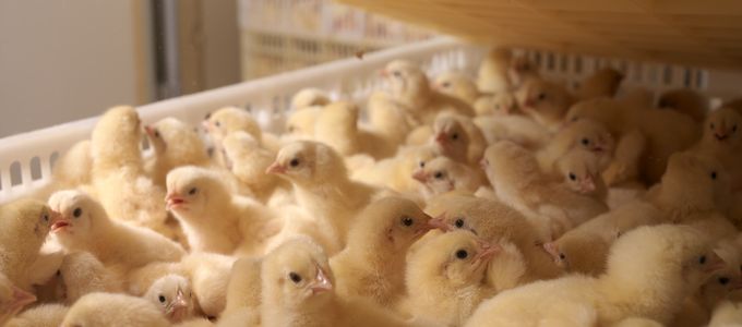 What Does the Poultry Industry of Tomorrow Look …