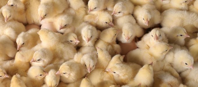 How To Achieve Successful Coccidiosis Vaccination