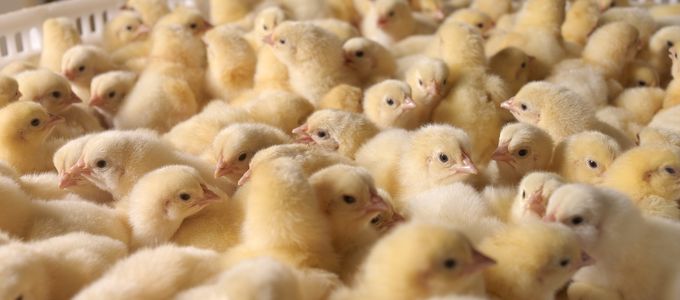 Revisiting Vaccination As An Intervention Strategy For Necrotic …