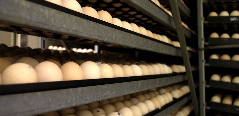 Benefits of Vaccination Strategies for Broilers and Table Egg Layers