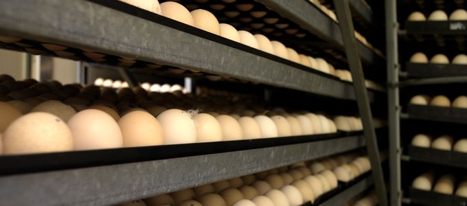 Benefits of Vaccination Strategies for Broilers and Table …