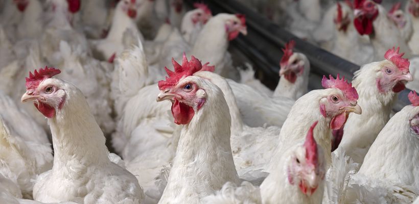 Prebiotic Effects of Enzymes Benefit the Gut Health of Broilers