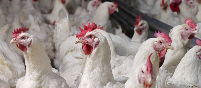 Probiotics As A Tool To Support Optimal Production