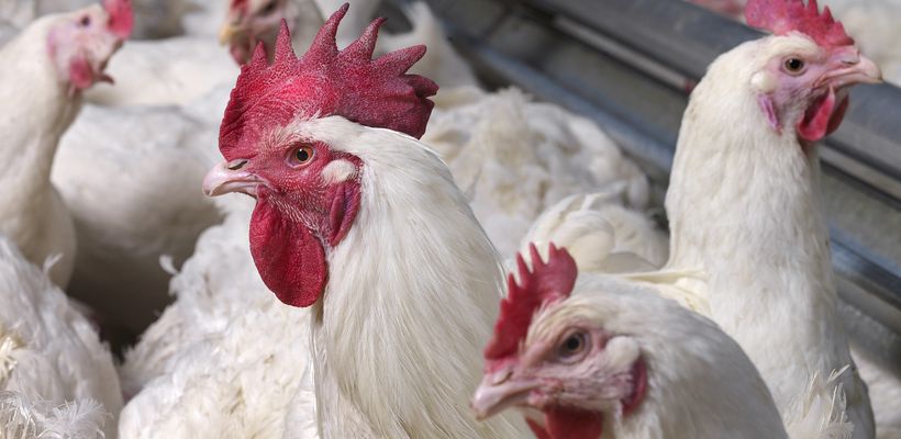 Bio D® and Broiler Breeders: Supporting High-Performance Animals in Their …