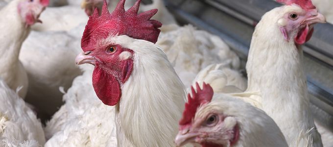 Keeping Flocks Healthy, Productive, and Profitable Through Gut …