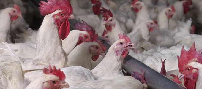 Evaluation of the Efficacy of Two Coccidiostat Combination …