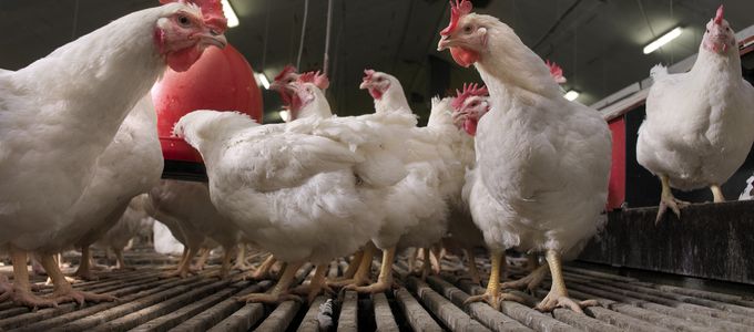 Worm Infections: More Important Than Ever Before