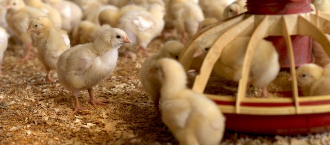 The Strength of Microgranulation