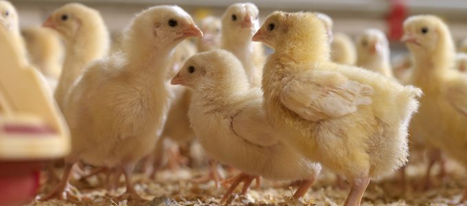 Probiotics Can Prevent the Negative Impact of Clostridium …