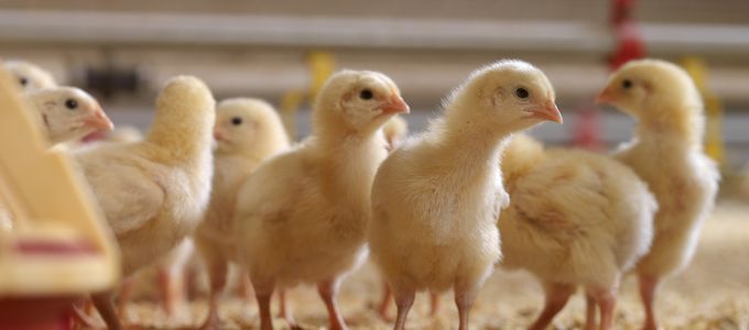 Huvepharma Makes Case For Salinomycin As Poultry Industry's …