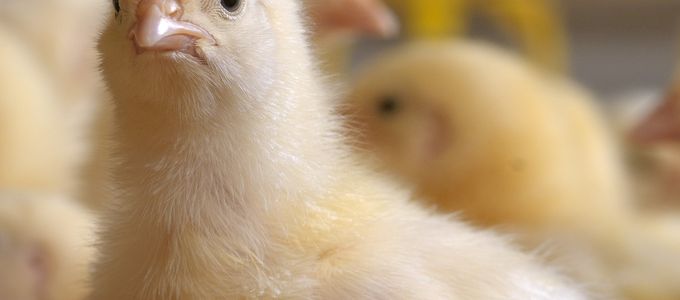 Evaluating The Environmental Footprint Of Two European Coccidiosis …