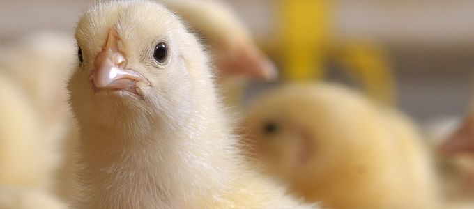 Probiotic Bacillus licheniformis to Mitigate Clinical Necrotic Enteritis