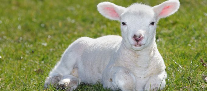 The Prevalence of Cryptosporidium Infection in Neonatal Diarrhoeic …