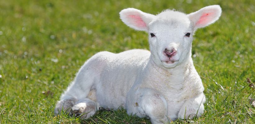 The Prevalence of Cryptosporidium Infection in Neonatal Diarrhoeic Sheep Lambs …