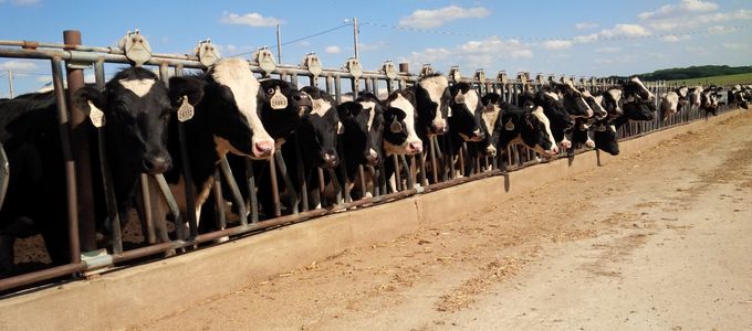 Improving Fibre Digestion In Dairy Cows During Periods …