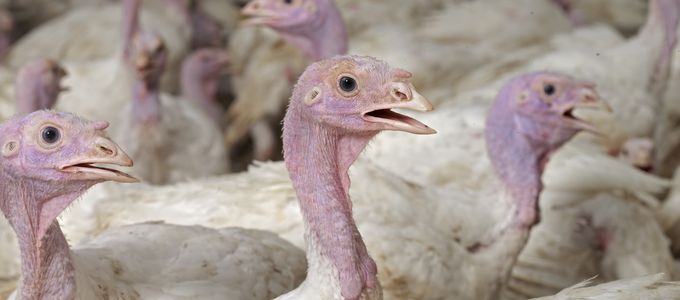 2020 Turkey Industry Annual Report - Current Health …