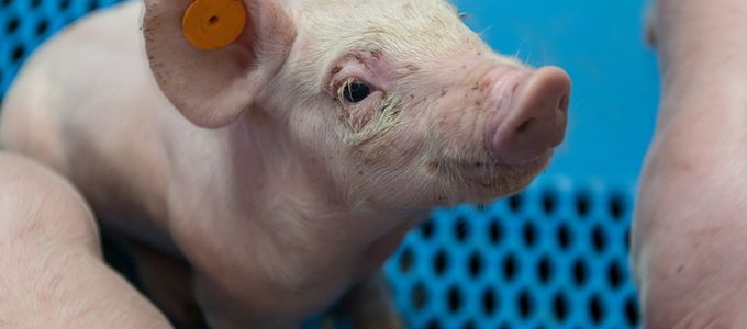 Reduction of Salmonella levels in an organic pig …