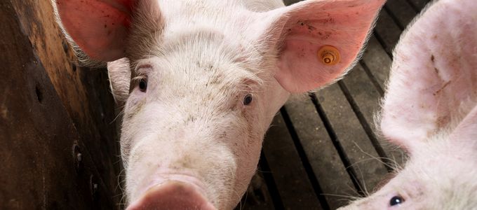 Biosecurity Solutions for the Prevention of African Swine …