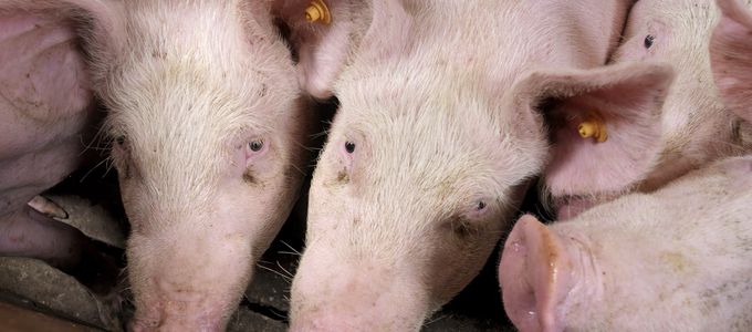 Supporting Animal Welfare in Pigs with Sedoline® Powder