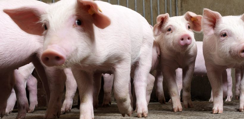 Evaluating Non-Steroidal Anti-Inflammatory Drugs For Oral Use In Pigs